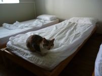 Wieder springt eine Katze ungefragt aufs Bett (Fotorechte: schrittWeise)